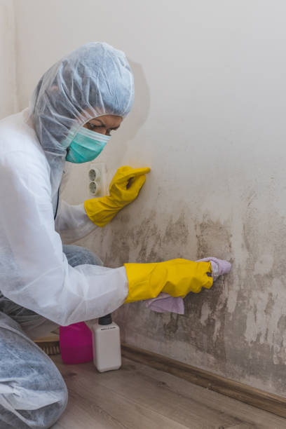 Best Mold Remediation for Healthcare Facilities  in Las Maravillas, NM