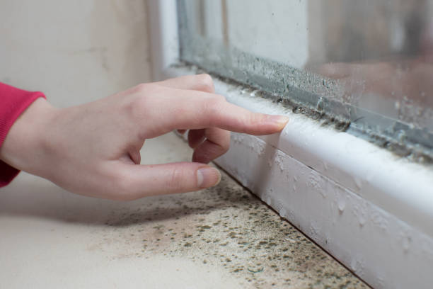 Best Mold Odor Removal Services  in Las Maravillas, NM