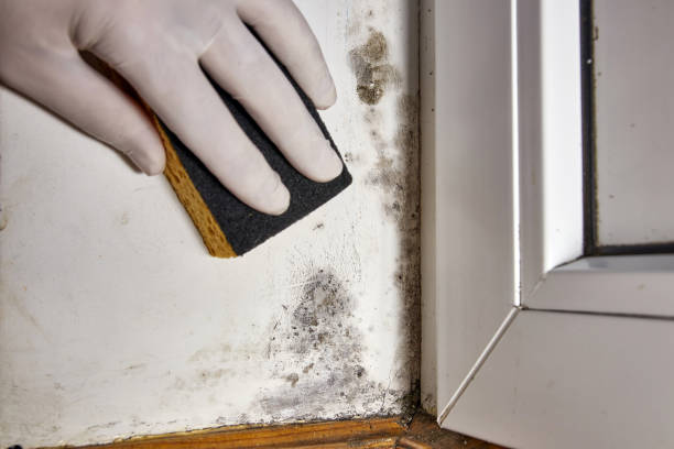 Best Real Estate Mold Inspection  in Las Maravillas, NM